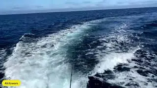 LIVE: Fishing with Captain Al for Bluefin Tuna!