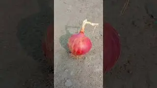 onion status #onion #onions #stetus #shortsfeed #viral #farming