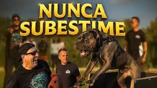 EU SUBESTIMEI ESSE CANE CORSO EM PORTUGAL | CANE CLUB KENNEL