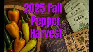 2025 Fall Pepper Harvest! 