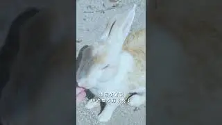 rabbit U