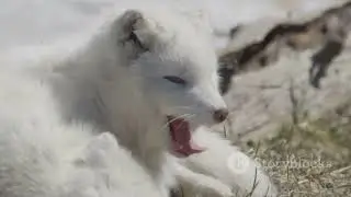 WILD ANIMAL #wildlife #shorts #viral #trending #facts