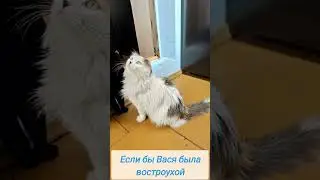 Василиса Востроухая))) #cat #animals #котики #жиза #family #кошка #funnycats