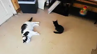 Titi et lucifer