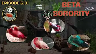 Ep5.0 - Beta Sorority - #beta #fighterfish #aquarium #fishkeepinghobby #fishtank #betashorts #nature