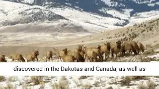 Wolves could be &lsquo;best natural defense&rsquo; against CWD
