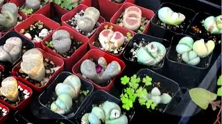 New Plant Shop I Visited 2020