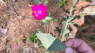 Bushcrafter's Pharmacy-Rose Campion