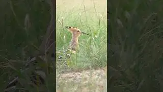 Hoopoe the HUD HUD beautiful bird #hoopoe #wildlife