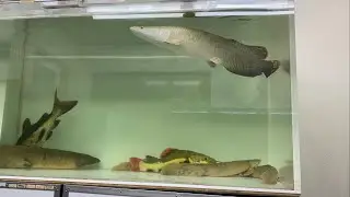 アマゾンの巨大魚ピラルクの幼魚飼育、6カ月の脅威の成長をお見せします！