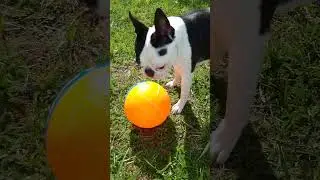 Мячи у нас не долго живут😄Брейн в деле⚽️🐕 #bostonterrier #бостонтерьер #брейн #футболист #🧠