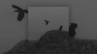 SARXNG - Feelings (чувства).