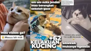 KUCING +62 😂 ADALAH MAKHLUK YANG LUCU DAN SANGAT MENGHIBUR 🤣