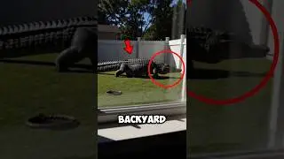 Alligator: America&rsquo;s Ultimate Predator 🔥