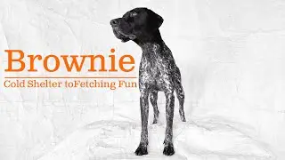 Brownie&rsquo;s Rescue: Cold Shelter Kennel to Sunny Fetching Fun 😎 🐾 🎾