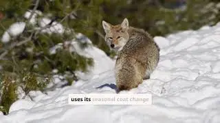 Animals' Life: An Adventurous Exploration