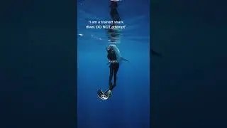 Imagine being a professional shark diver 😱