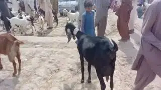 Eid Goat Video 4 OmarKot Bakra Mandi 2020