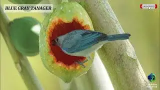 The Peaceful Beauty of the Blue-gray Tanager | Evolution INSIGHTS