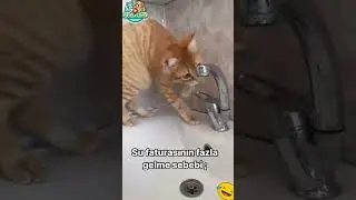 Incredible Smart Cats: Opening Cabinets, Riding Bikes, and More! 😺 #SmartCats #CleverKitties #short