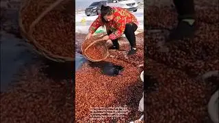 Hazelnuts in the snow: harvesting and cleaning