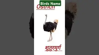 Birdsname#pakshiyon#english#viralshort#birdsnameforkids