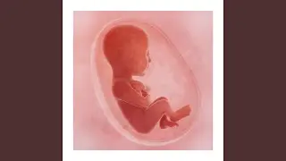 Womb Sound Mother's heartbeat and Sleep Pulse (Loopable no fade)