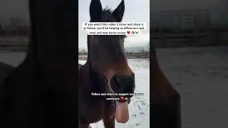 Follow and share to support our rescue sanctuary #reels #horse #viral #shorts #trending #sad