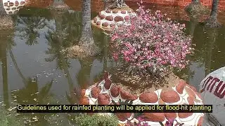 Adeniums for Rainfed and Waterlogged Areas