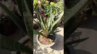 Bina mitti ke plant reporting 🤔#shorts #plant #garden #gardening #trending