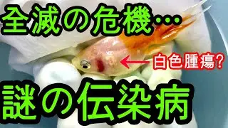 金魚の異変...謎の伝染病で次々と死んでいく金魚たち。誰か助けて...