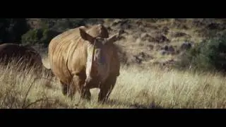Joe Pietersen: Poaching Steals from Us All