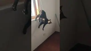 KUCING MINTA TOLONG SAMA MAJIKAN