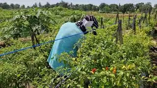 THE GENIUS FARMER WHO HARVESTS HUNDREDS OF CHILI PEPPERS BAREHANDED! - Agriculture Farming
