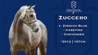 Holsteiner Verbandshengste 2023 | Zuccero