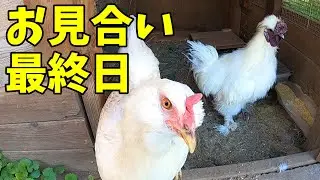 【奇跡が？】メスに先立たれたオス鶏に幸せは訪れた！？  341話目