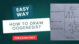 How to draw egg formation process | Oogenesis 