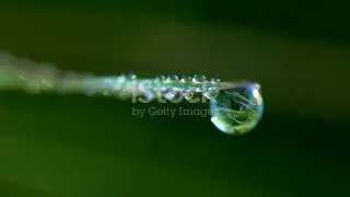 Extreme macro close-up: an 8-second cinematic 4K moment where a single morning dew drop c