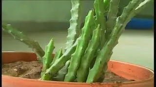 Caralluma