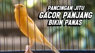 KENARI GACOR PANJANG Emosi Cuit Cuit NGEROL AMPUH utk Pancingan Kenari Paud dan Masteran Murai Batu