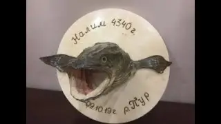 DIY trophy burbot head.How to make. Чучело трофейного налима своими руками. Делаем глаза и лакируем.