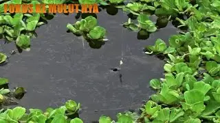 LUPA PULANG KALO SUDAH RAME KAYA GINI // MANCING SEPAT SIAM DI DAERAH RAWA KALIMANTAN