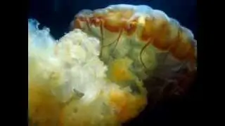 &Aacute;REAS NATURALES: Chrysaora plocamia (calentamiento marino)