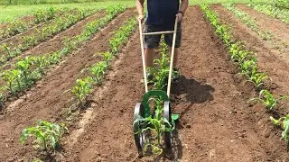 🌽 FERTILIZING AND HILLING SWEET CORN 🌾 HOSS HIGH ARCH WHEEL HOE 🌽 TEMPTRESS QUAD-SWEET CORN