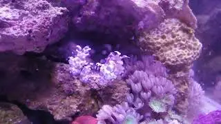 Aquael Nano Reef Duo - Machająca parka ślicznych Krewetek Hymenocera Picta - 9.11.2022
