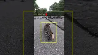 Pigeon trap | stray cat hunting a flock of pigeon #shorts #youtubeshorts