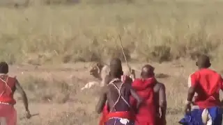 male lion hunting zebra attack by african tribe man video 