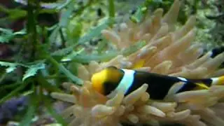 Salon Animal-expo 2009 - Amphiprion clarkii, dans son an&eacute;mone - eau de mer - Paris-Vincennes 2009 -
