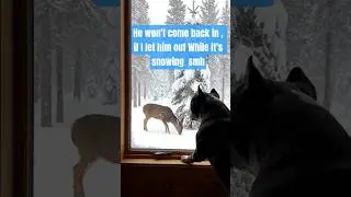#snow #love #shorts #happy #dog