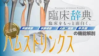【ハムストリングス完全版】セラピスト必見！ハムストリングスの機能解剖を徹底的に解説してみた！！